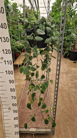 Scindapsus Pictus Argyraeus Hangplant