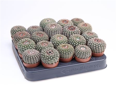 Notocactus Tambularis
