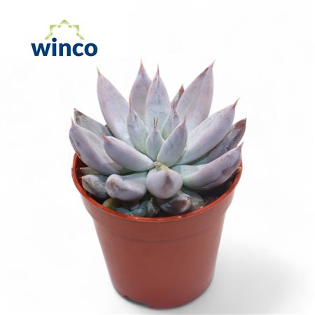 Эхеверия Толиманская