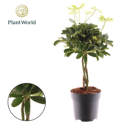 Schefflera Nora Twisted