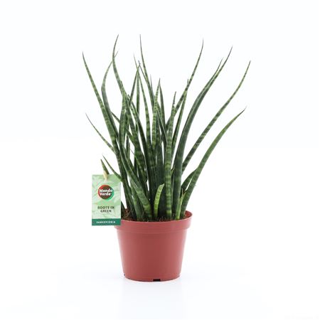 Sansevieria Fernwood