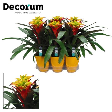 Guzmania Fancy Luxe Ceramic (decorum)
