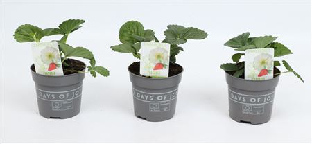 Fragaria Summer Breeze Snow