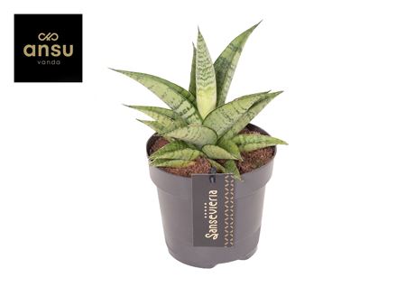 Sansevieria Star Mini Marble No. 2