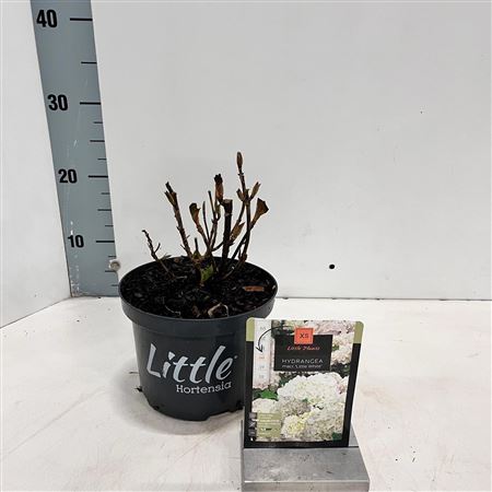 Hydrangea Ma Little White