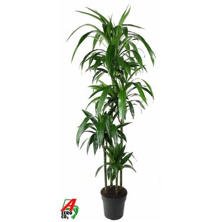 Drac Janet Craig 120-90-60-30