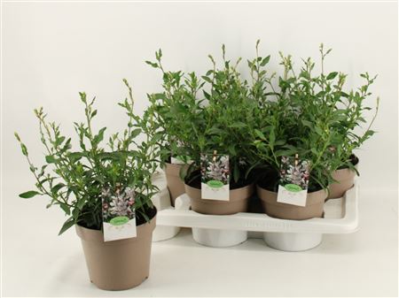 Gaura White