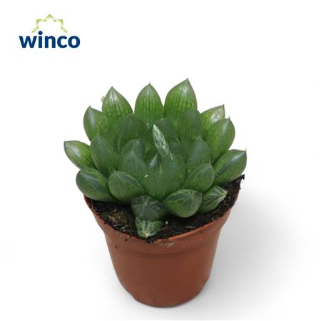 Хавортия Куперии Вар.