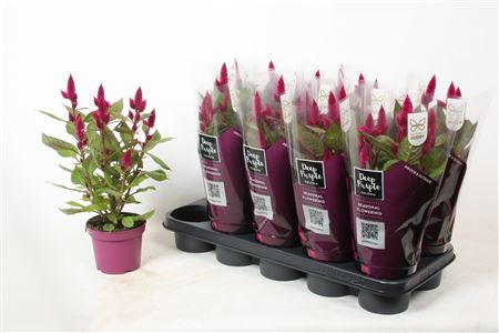 Celosia Deep Purple Caracas With Sleeve