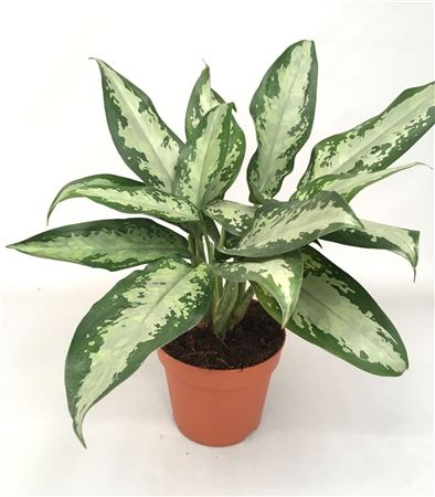Aglaonema Jubilee Compacta