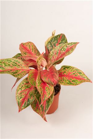 Aglaonema 'pincut'