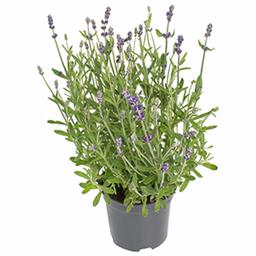 Лаванда узколистная