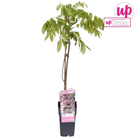 Wisteria Floribunda Rosea