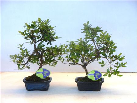 Bonsai Rhododendron Indicum, Shape Without D