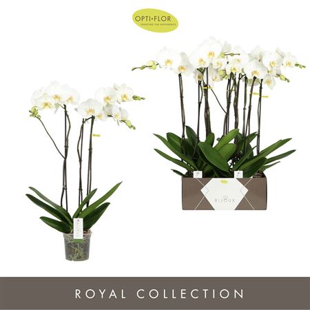 Phal 3st Bijoux Moonstone 24+