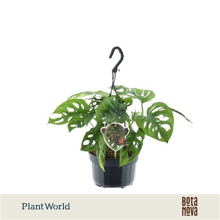 Monstera Obliqua Monkey Leaf Hangpot