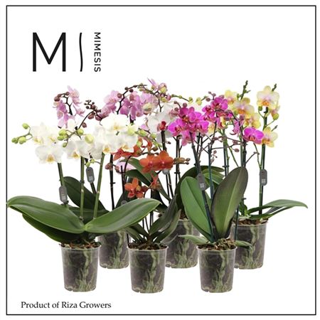 Phal 3st Multi Mix 30+ (мимесис)