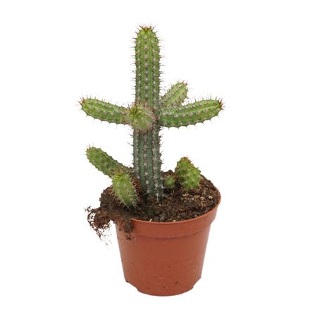 Euphorbia Badoensis