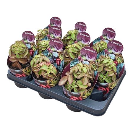 Kalanchoe Prolifera Potcover
