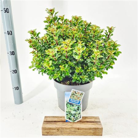 Ilex Mes Little Rascal