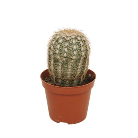 Echinocereus Reichenbachii