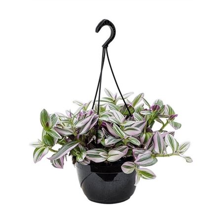 Tradescantia Albiflora Nanouk