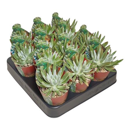 Dudleya Virens V. Hassei Potcover