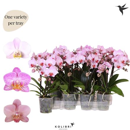 Phal Kolibri Pink 3st