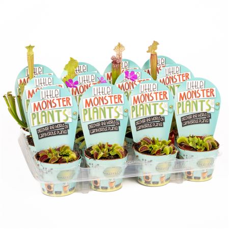 Little Monster Plants Los