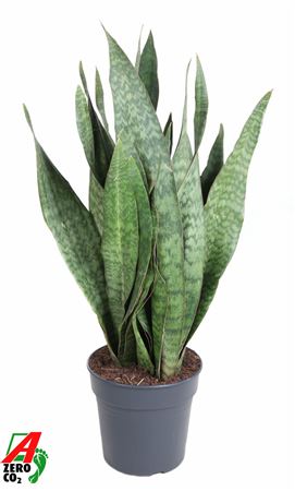 Sansevieria Sauvage