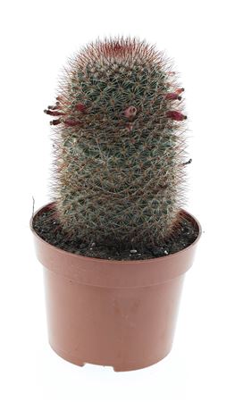 Mammillaria Spinosissima E