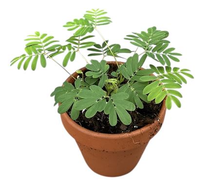 Mimosa Pudica