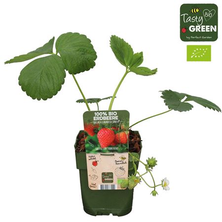 Fragaria An Sonata Bio
