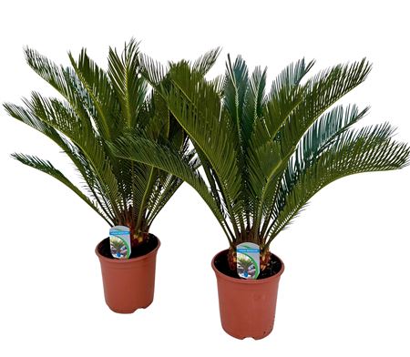 Cycas Revoluta P19