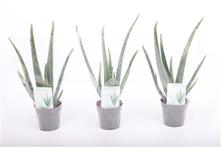 Aloe Vera Xl