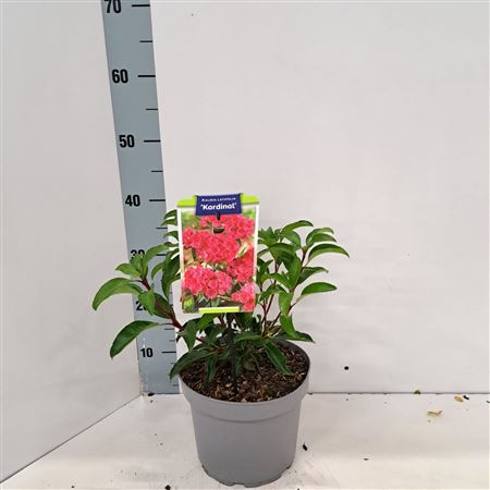 Kalmia Lat Kardinal