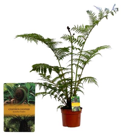 Cyathea Cooperii (australian Tree Fern)