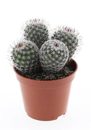 Mammillaria Elegans