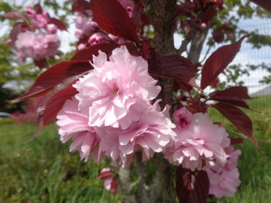 Вишня мелкопильчатая Роял Бургунди