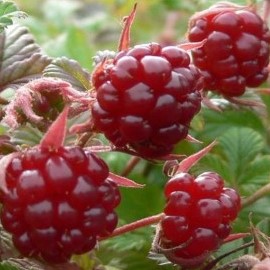 Княженика обыкновенная Анна | Оптовая цветочная компания «Флора Групп» Княженика обыкновенная Анна