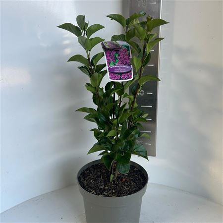 Syringa Vulg And An Ludwig Spath