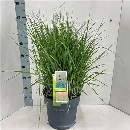 Panicum Virgatum Prairie Sky