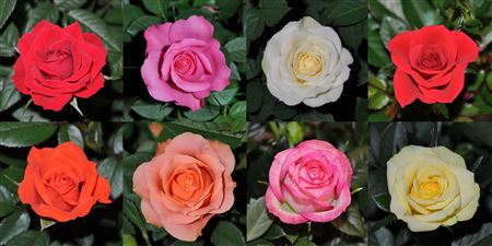 Rosa A2 Mix