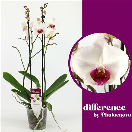 Phal 2st Red Lip 14+ (phalaenova)