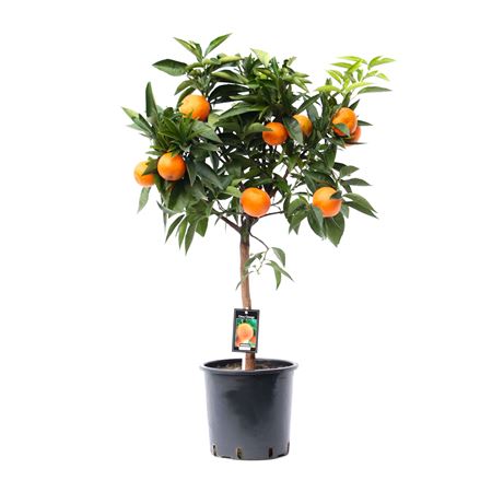 Citrus Orange On Stem