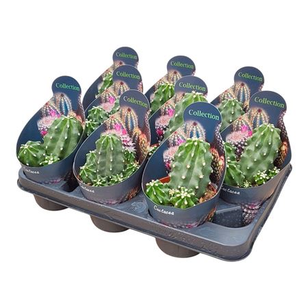 Echinocereus Triglochidiatus Var Mojavensis Inermi