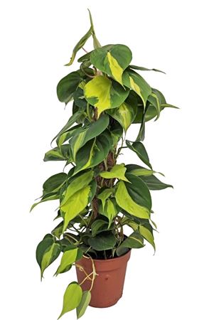 Philodendron Brasil Moss Pole