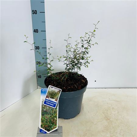 Sophora Pro Little Baby