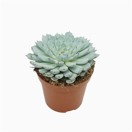 Echeveria Texensis