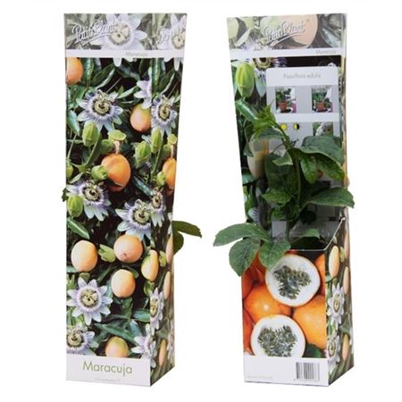 Passiflora Edulis Frederick